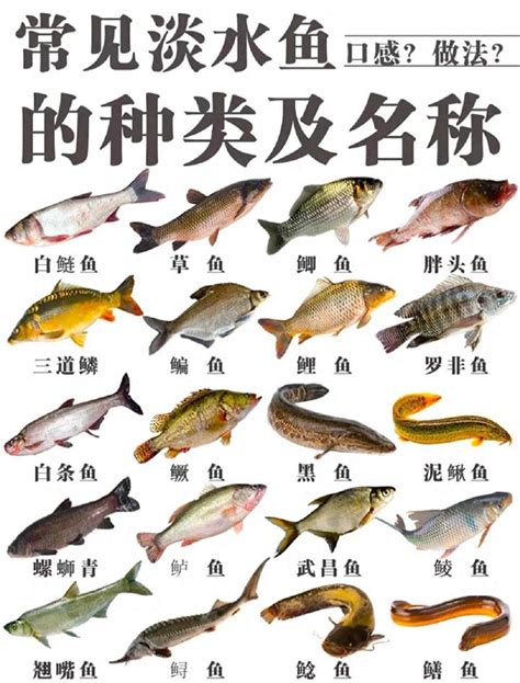 養淡水魚種類|淡水觀賞魚的種類大全介紹